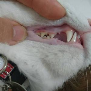 猫の口腔内疾患について