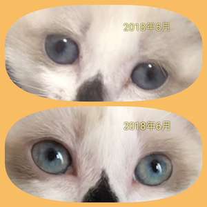 猫の眼の色について