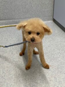 5月27日のわんこたちの写真