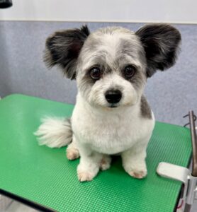 5月2日のわんこたちの写真