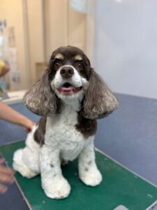 5月31日のわんこたちの写真