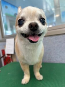 5月8日のわんこたちの写真