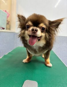 5月30日のわんこたちの写真