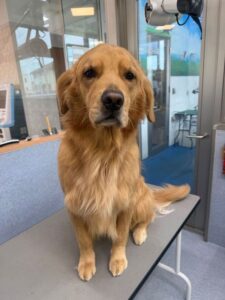 5月24日のわんこたちの写真
