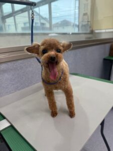 5月25日のわんこたちの写真