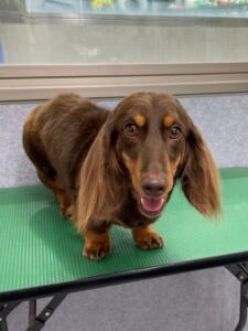 5月27日のわんこたちの写真