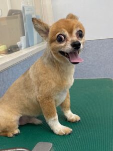 5月5日のわんこたちの写真