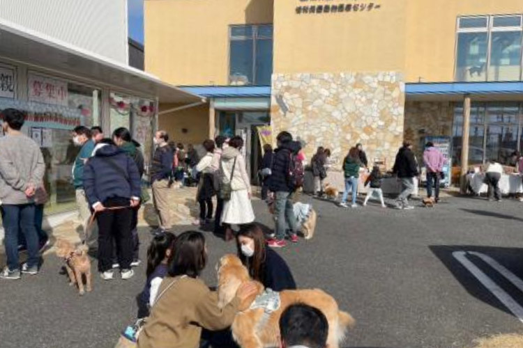 保護犬譲渡会写真