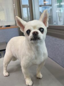 6月6日のわんこたちの写真