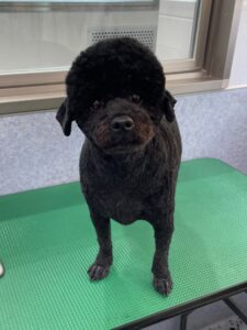 6月20日のわんこたちの写真