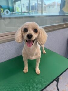 6月29日のわんこたちの写真