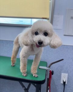 6月13日のわんこたちの写真