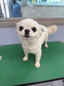 6月21日のわんこたちの写真