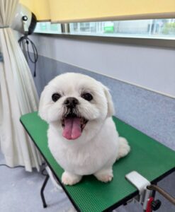 6月24日のわんこたちの写真