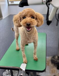 6月8日のわんこたちの写真
