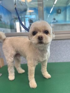 6月19日のわんこたちの写真