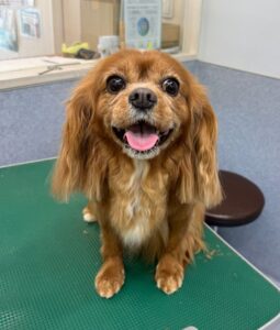 6月22日のわんこたちの写真