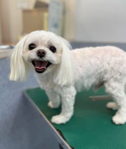 6月26日のわんこたちの写真