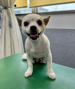 6月27日のわんこたちの写真