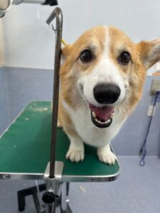 6月15日のわんこたちの写真