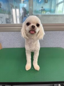 6月12日のわんこたちの写真