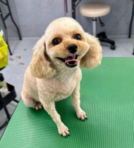 6月23日のわんこたちの写真