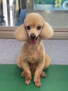 6月30日のわんこたちの写真