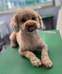 6月17日のわんこたちの写真