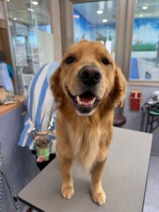 6月28日のわんこたちの写真