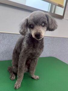 6月10日のわんこたちの写真