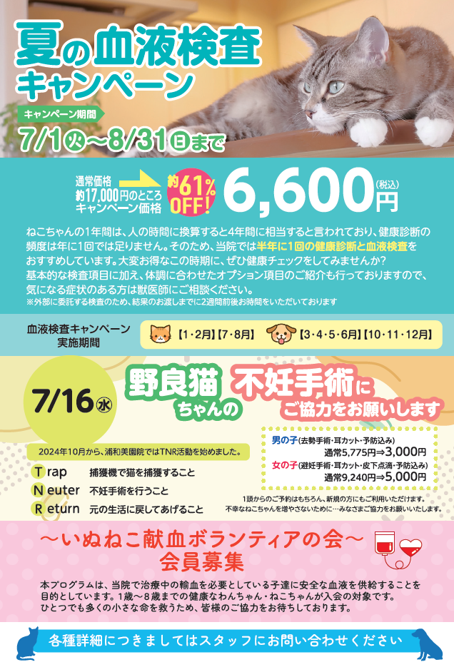 【ねこちゃん限定】血液検査キャンペーンのご案内の画像