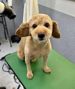 7月27日のわんこたちの写真