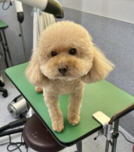 7月28日のわんこたちの写真