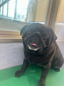 7月4日のわんこたちの写真