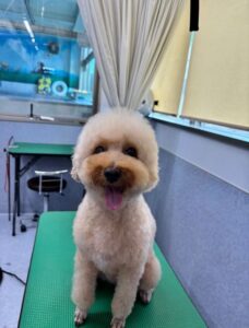 7月19日のわんこたちの写真