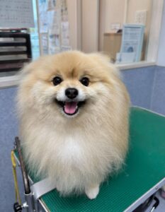 7月11日のわんこたちの写真