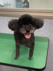 7月29日のわんこたちの写真