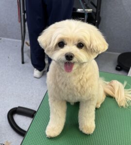 7月24日のわんこたちの写真