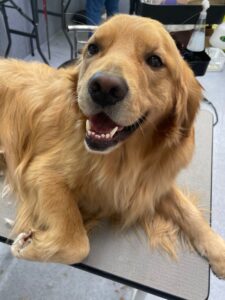 7月26日のわんこたちの写真