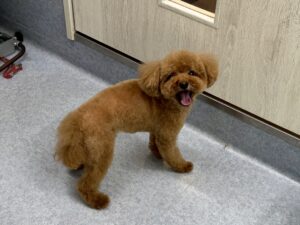 7月21日のわんこたちの写真