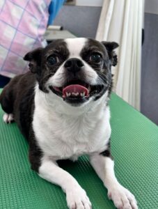 7月17日のわんこたちの写真