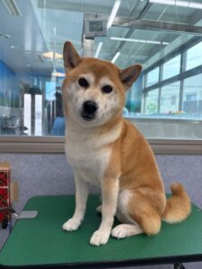 7月10日のわんこたちの写真