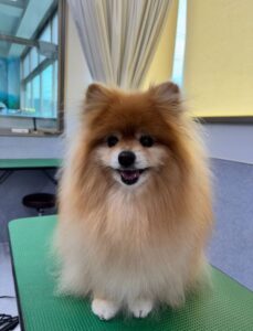 7月3日のわんこたちの写真