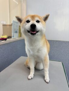 7月7日のわんこたちの写真