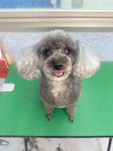 7月31日のわんこたちの写真