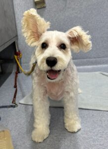 7月6日のわんこたちの写真