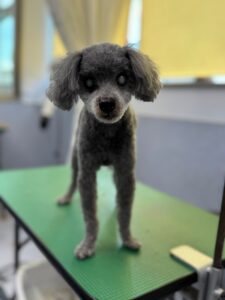 7月22日のわんこたちの写真