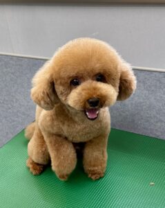 7月13日のわんこたちの写真