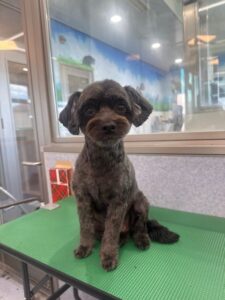 7月18日のわんこたちの写真