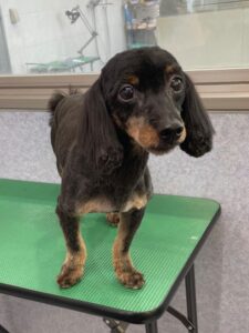 7月25日のわんこたちの写真